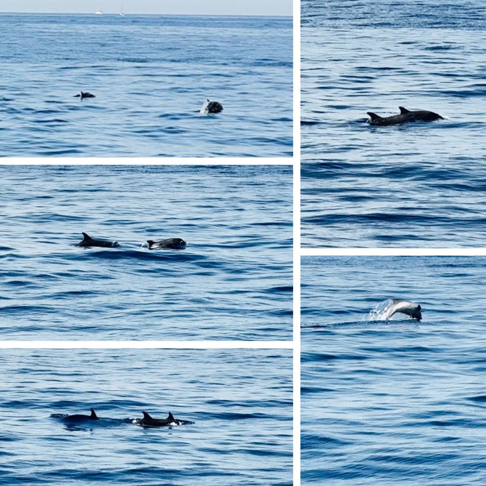 Delfine in der Adria vor der kroatischen Küste während eines Segeltörns